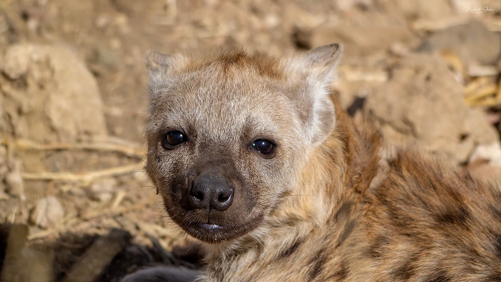 Spotted Hyena (Crocuta crocuta), Kruger National Park