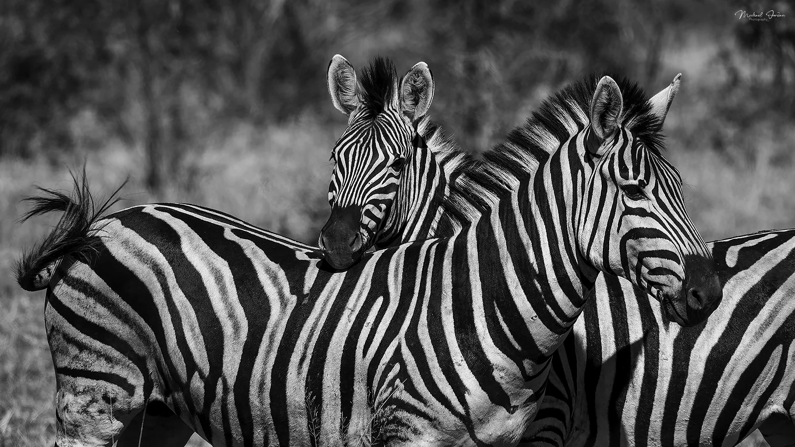 Burchell's zebra (Equus quagga burchellii), Kruger National Park
