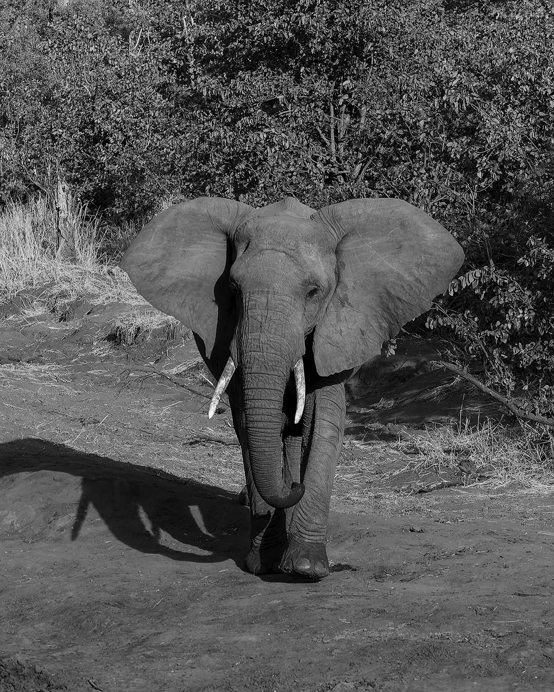 African Elephant (Loxodonta africana), Kruger National Park
