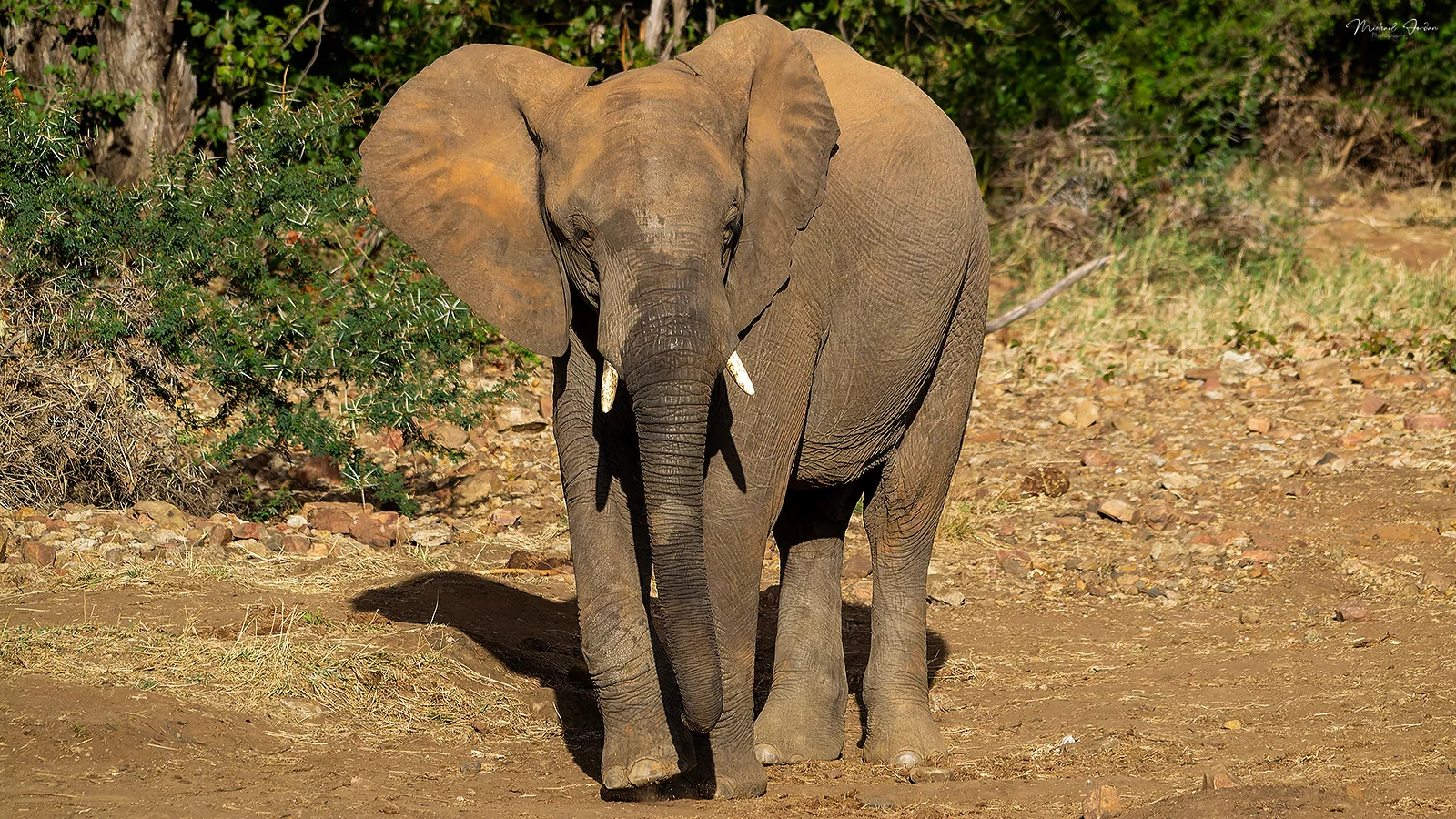 African Elephant (Loxodonta africana), Kruger National Park