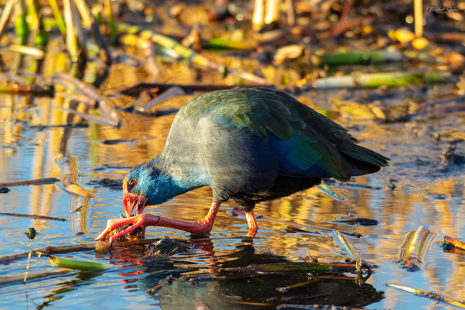 African Swamphen (Porphyrio madagascariensis), Kruger National Park