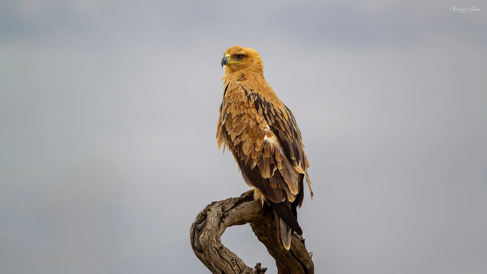 Tawny Eagle (Aquila rapax), Kruger National Park