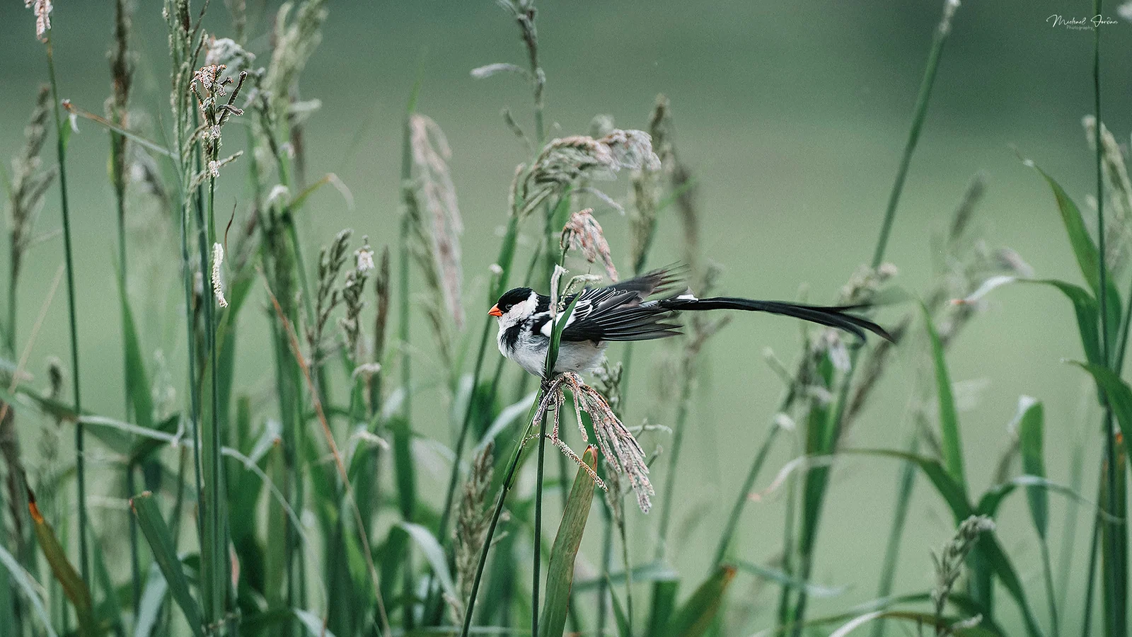 Pin-tailed Whydah (Vidua macroura), Kamberg Valley