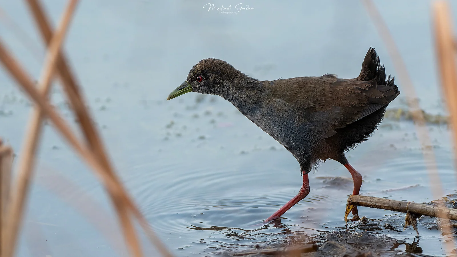 Black Crake (Amaurornis flavirostra), Nottingham Road